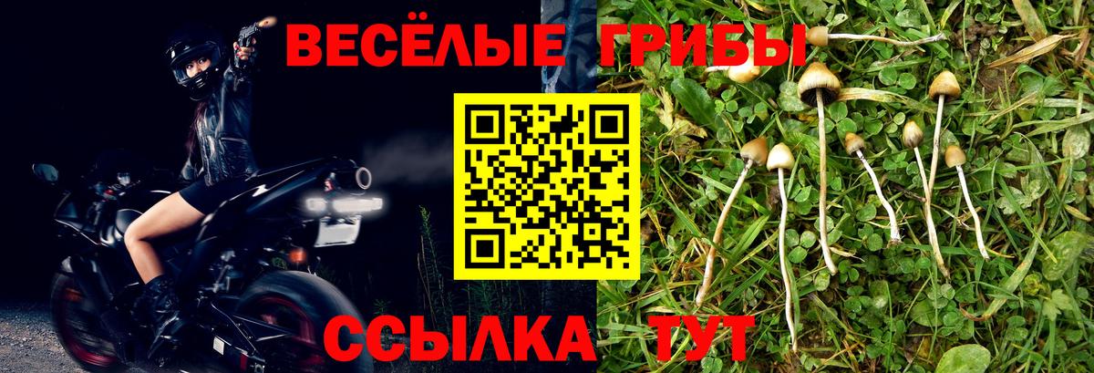 Галлюциногенные грибы Psilocybine cubensis Ессентуки